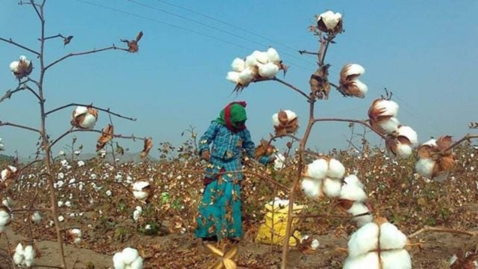 Cotton arrivals surge 49.66% in northern India