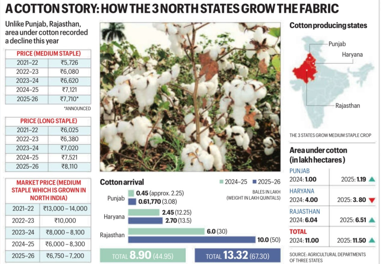 Cotton arrival in mandis in northern belt records 49.66% surge compared to 2024