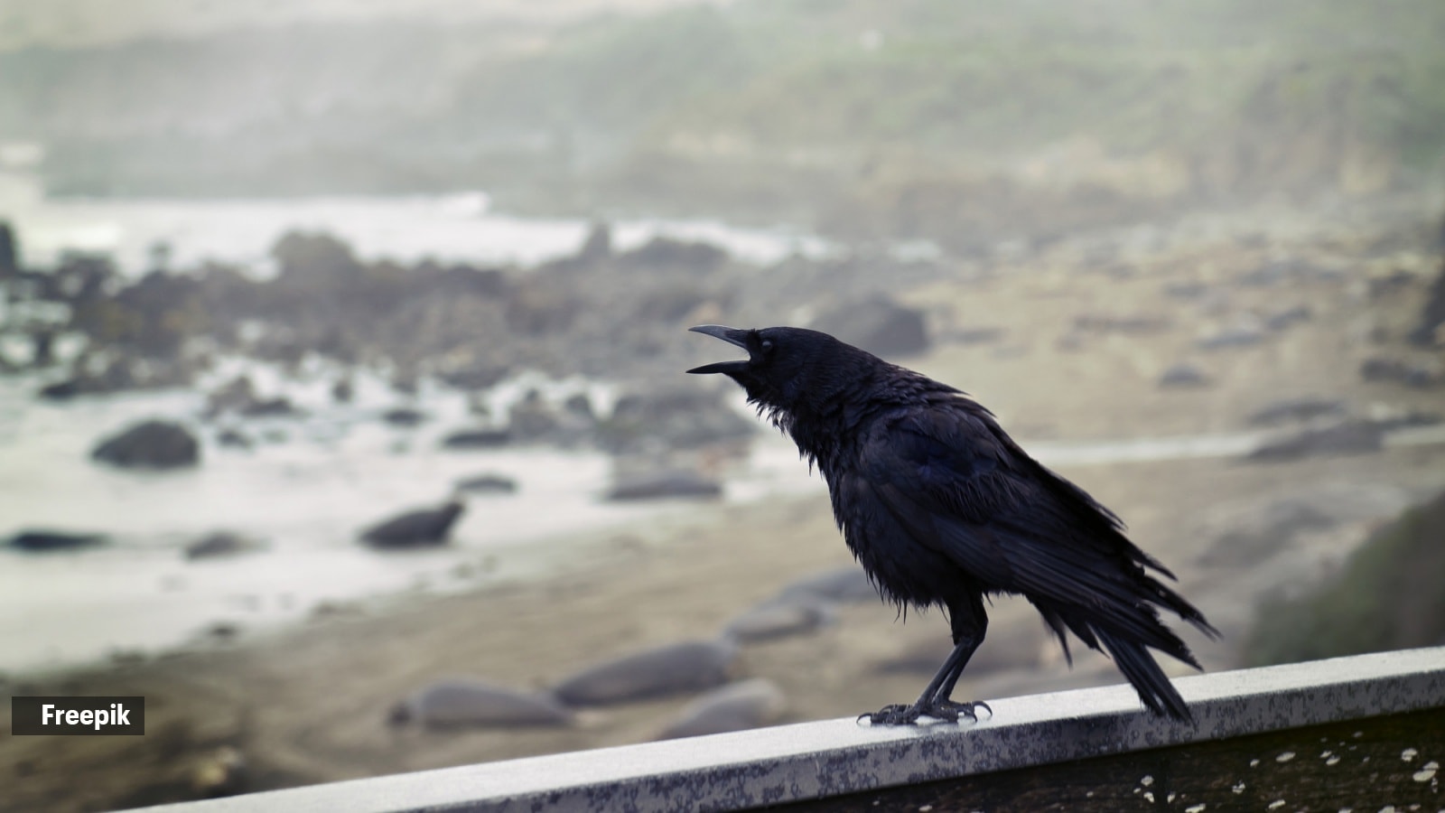 Why Indian crows are among the world’s most intelligent birds