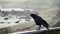 Crow