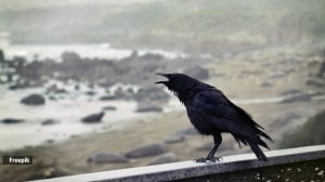 Crow