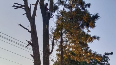 A tree pruning machine of the Chandigarh Municipal Corporation at work in Mohali's Phase 7 on Friday. (Express)