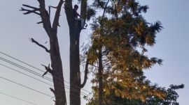 A tree pruning machine of the Chandigarh Municipal Corporation at work in Mohali's Phase 7 on Friday. (Express)