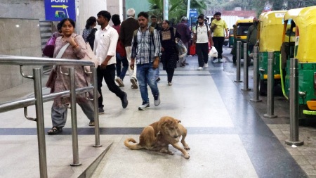 Delhi Stray dogs