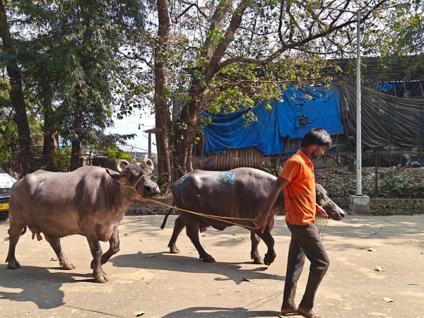 The new Buffalo facility will be able to cater to 550 in each shift with a total of at least 1350 animals per day. (Express Photo)