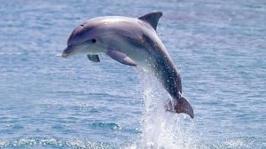 Dolphins in mumbai