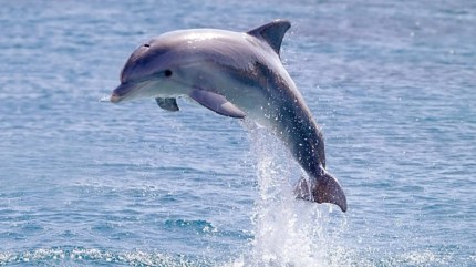 Dolphins in mumbai