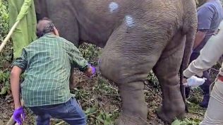 In a complaint addressed to PCCF Srinivasa Reddy (IFS), Pune-based animal welfare activist Dr Avadhut Arun Patki sought immediate registration of offences against the trust, which runs the Pune Transit Treatment Centre (TTC). (File Photo)