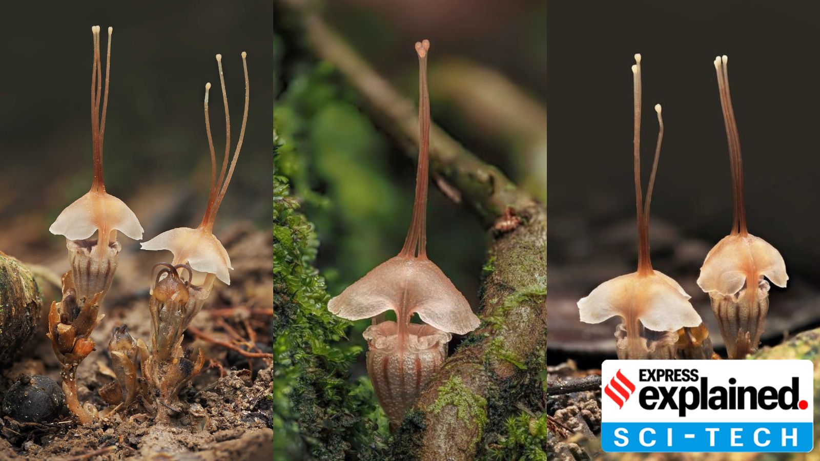 Meet the ‘fairy lantern’ flower, the bizarre new parasitic plant discovered in Malaysia