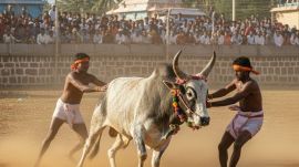 The court directed the police and the district authorities of Haveri to ensure that no untoward incidents occur during the Hori Habba festival.