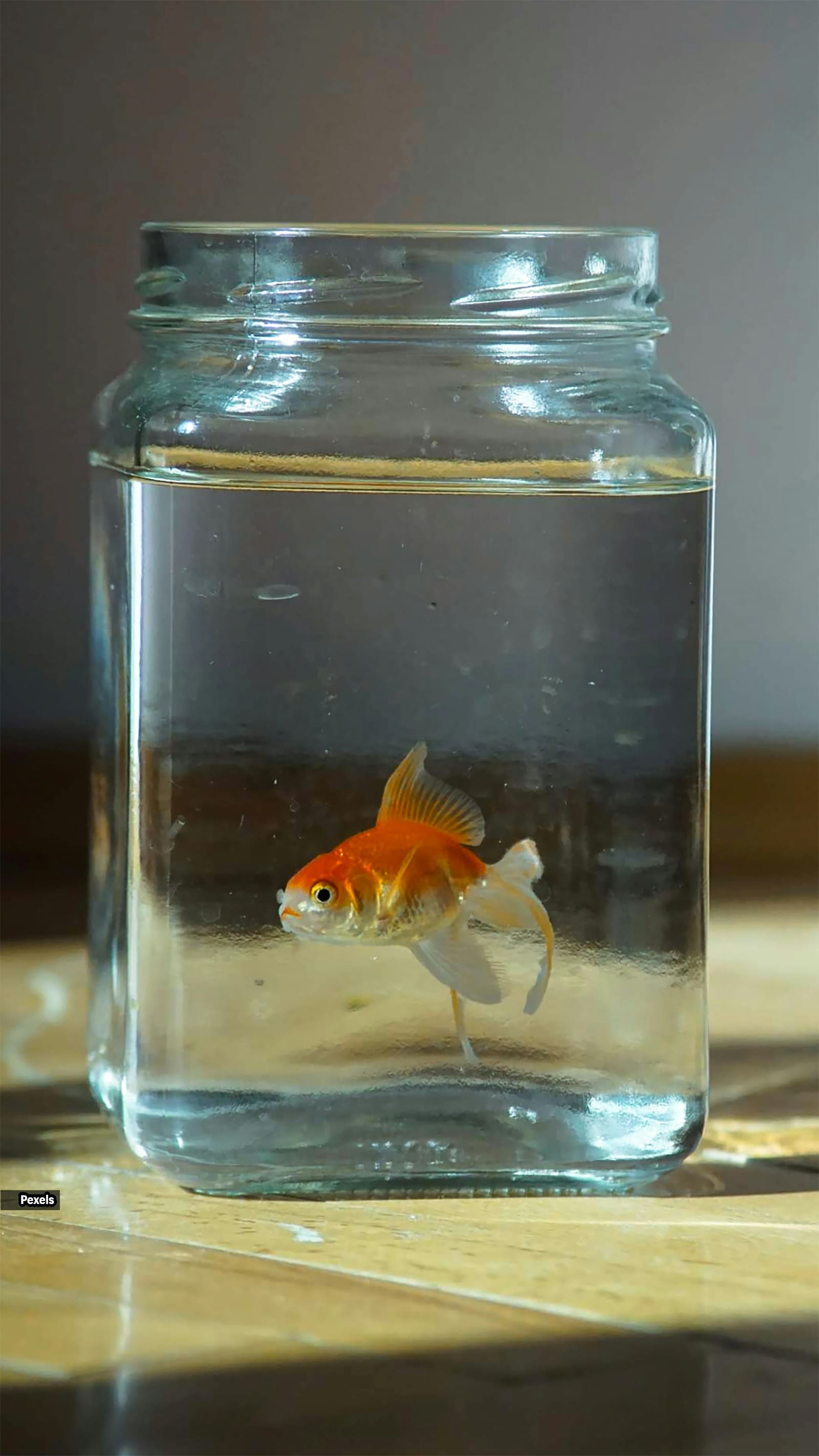 Goldfish