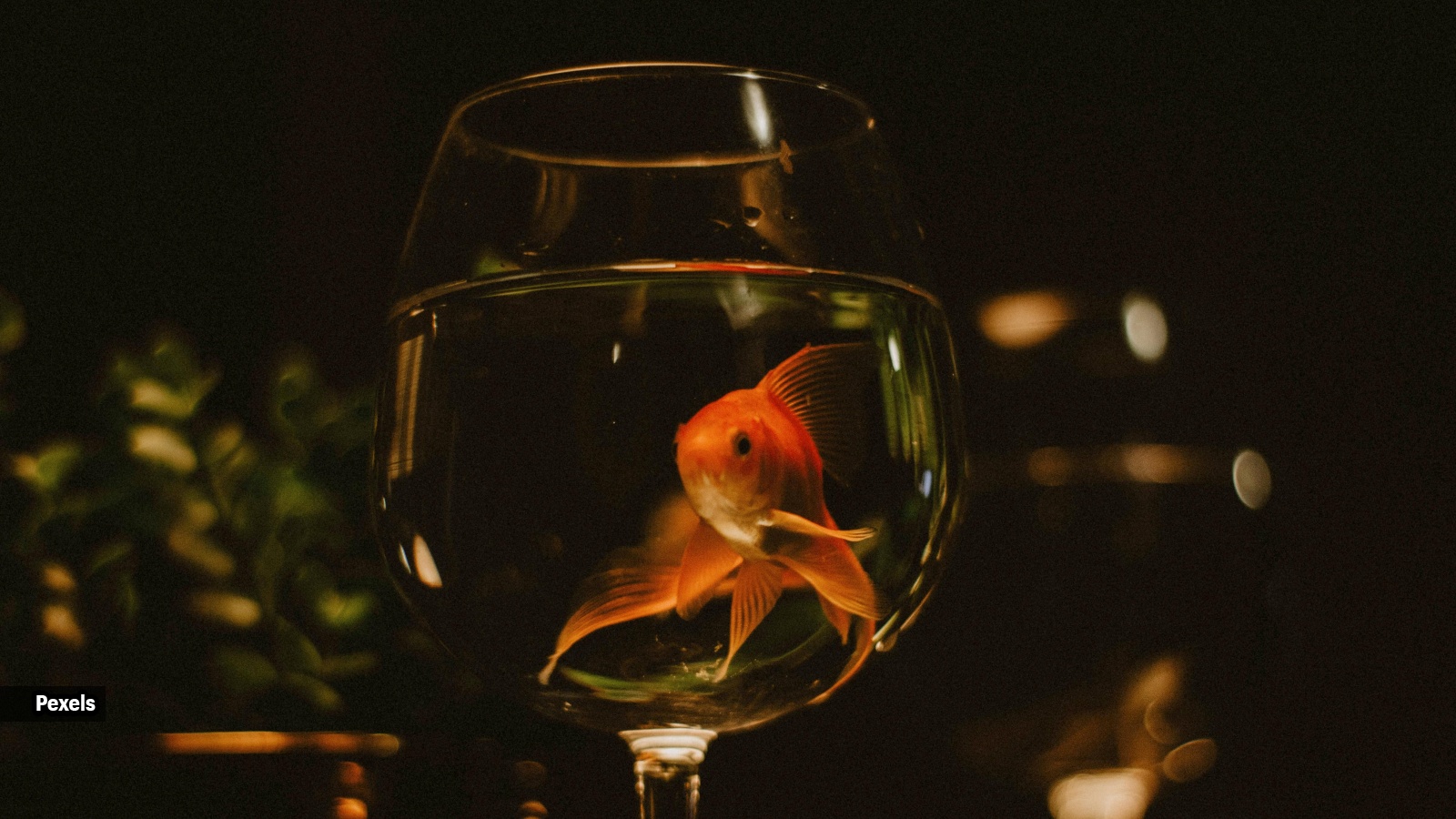 Image showcasing Why keeping a goldfish on your office desk is ‘not recommended ...