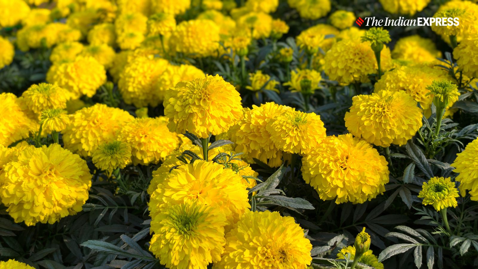 (Image: The Indian Express/ Ajay Hanje)