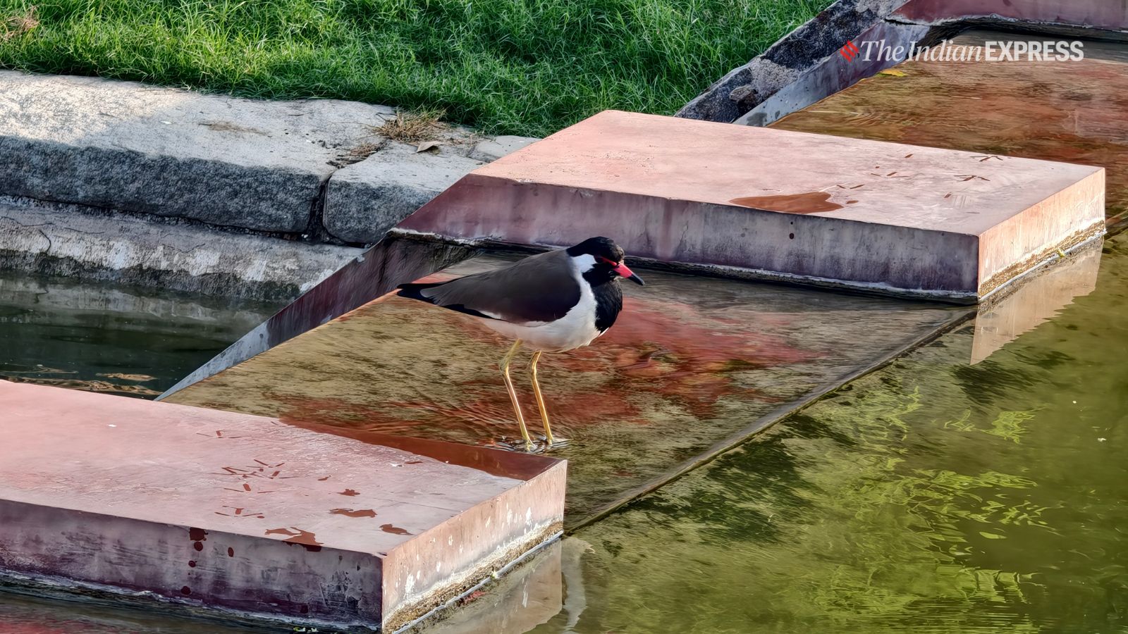 (Image: The Indian Express/ Ajay Hanje)