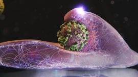 Before entering, the flu virus latches onto specific molecules on the cell’s membrane and glides across the surface, almost like surfing, until it reaches an area densely packed with receptors. These clustered sites provide the smoothest entry point. (Image: ETH Zurich)