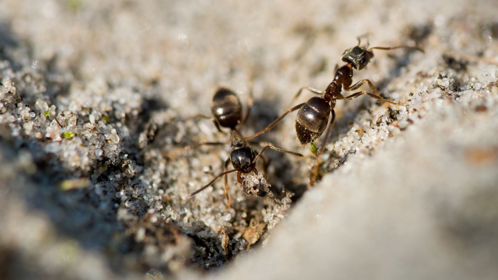 Once worker ants pick up this scent, they act with remarkable speed. They tear open the infected pupa's cocoon, make small incisions on its surface, and administer formic acid, a potent antimicrobial compound produced naturally by worker ants (Image for representation: Freepik)