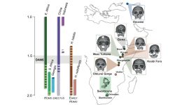 Researchers now plan to compare DAN5 with some of the earliest known European human fossils, including those attributed to Homo erectus and Homo antecessor, dated to around one million years ago. (Image: Nature)