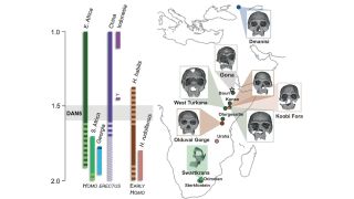 Researchers now plan to compare DAN5 with some of the earliest known European human fossils, including those attributed to Homo erectus and Homo antecessor, dated to around one million years ago. (Image: Nature)