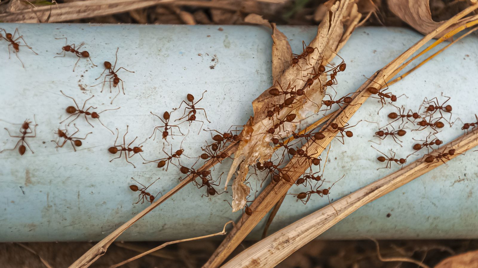 Sacrificing individual protection allowed ant colonies to grow larger and evolve faster, shows new research