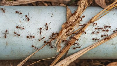 Another possibility is that as ant societies became more complex, group-level defences such as collective nest protection and social disease control reduced the need for heavy individual armour. (Image: Freepik)