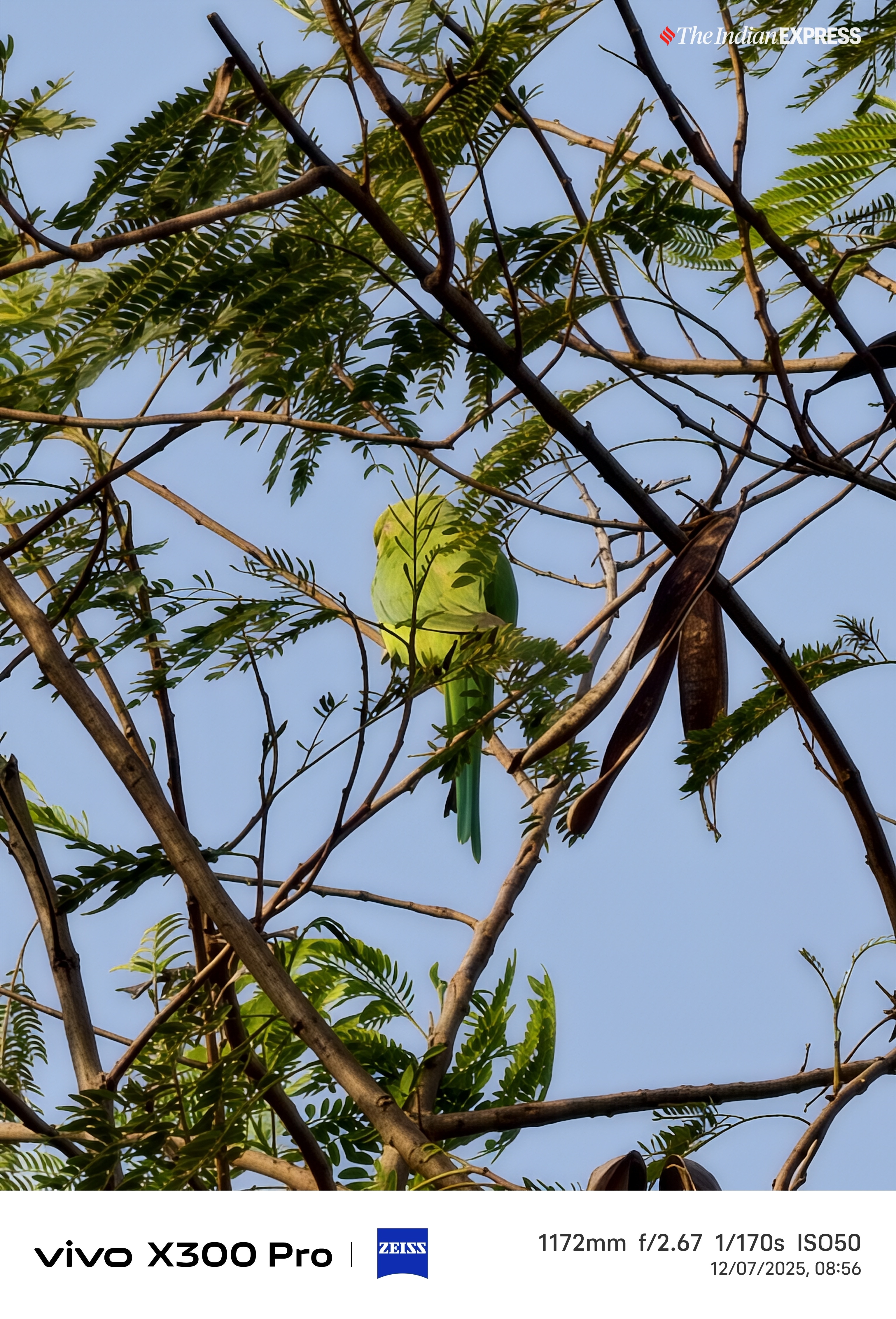 (Image: The Indian Express/ Nandagopal Rajan)