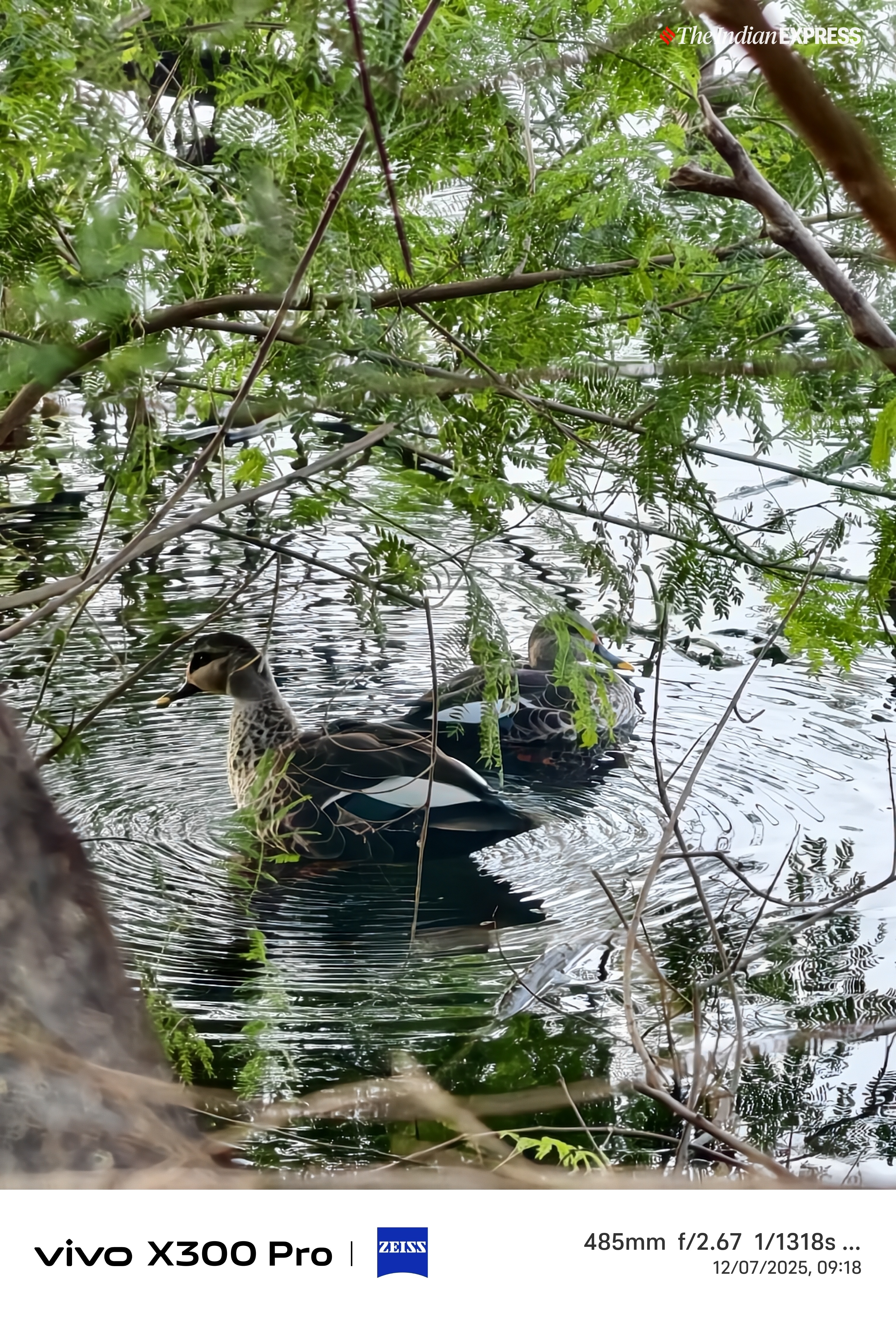 (Image: The Indian Express/ Nandagopal Rajan)