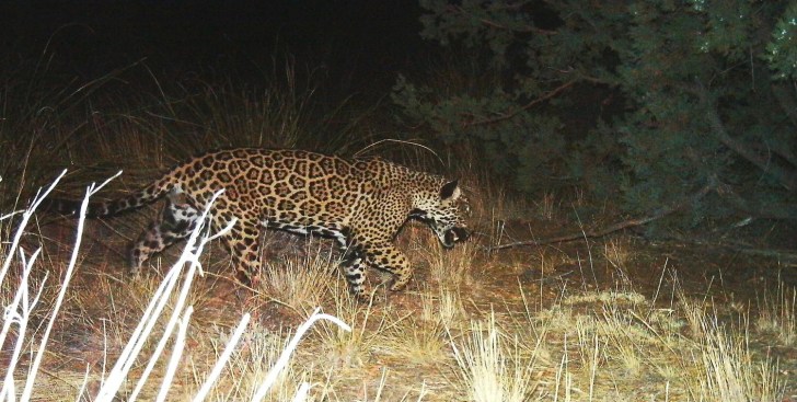 The Santa Rita Jaguar was first detected in the Whetstone Mountains by houndsman Donnie Fenn in 2011. 