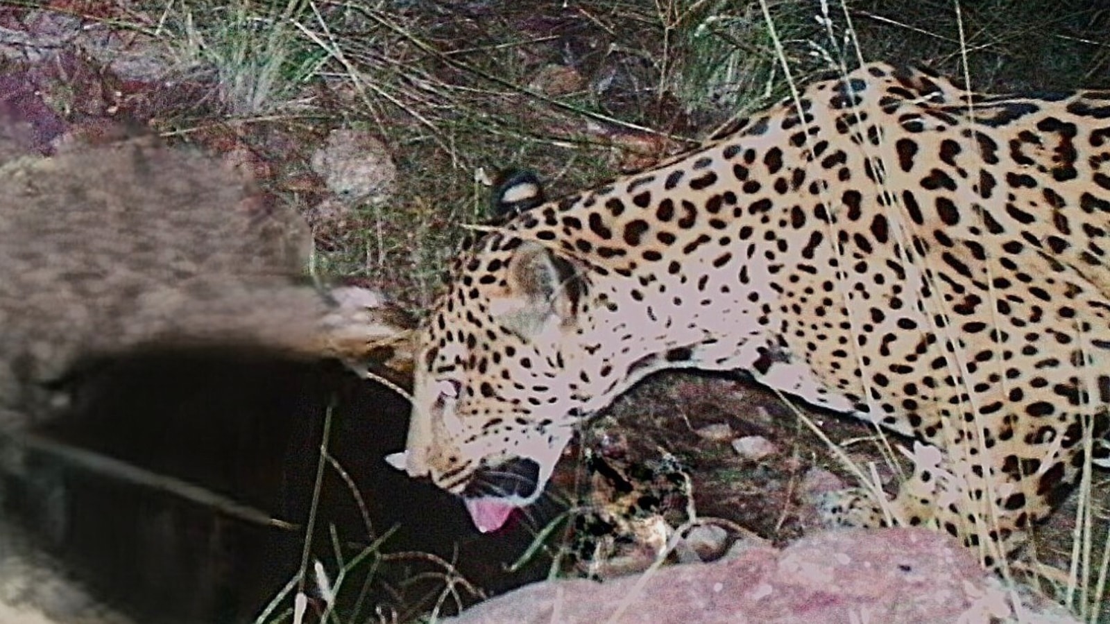 Jaguar spotted in Arizona, 5th sighting of the endangered big cat in 15 years | World News Jaguar spotted in Arizona, 5th sighting of the endangered big cat in 15 years | World News