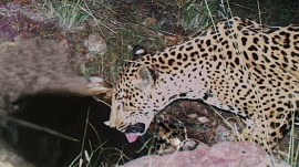 Jaguar spotted in Arizona, 5th sighting of the endangered big cat in 15 years