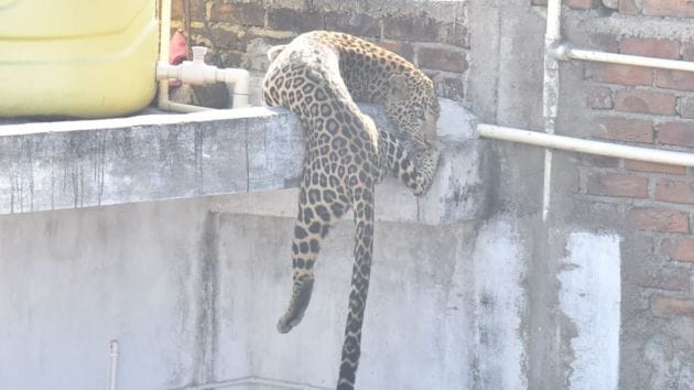 A leopard entered the densely populated Shiv Nagar area of Pardi in Maharashtra’s Nagpur district on Wednesday morning and injured seven residents, one of whom is in critical condition.