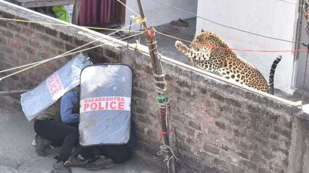 Poor visibility and the cramped surroundings made tranquillising the leopard tricky; the team had to fire two darts before it was finally sedated and captured.