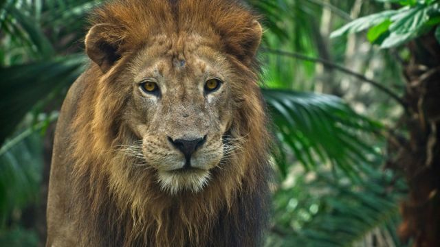 The zoo called the incident “extremely sad” and shut its premises while investigations continue.