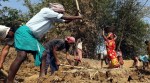 Villagers working under MGNREGA in the village.