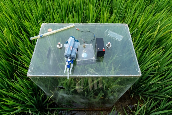 An acrylic chamber to measure methane emissions installed in a rice field in Telangana.