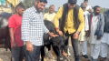 Haryana farmer donates elite Murrah calf to Punjab vet varsity for breed improvement