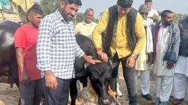 Haryana dairy farmer Shiv Kumar Redhu donates an elite Murrah buffalo calf with exceptional genetic potential to GADVASU. (Source: GADVASU)