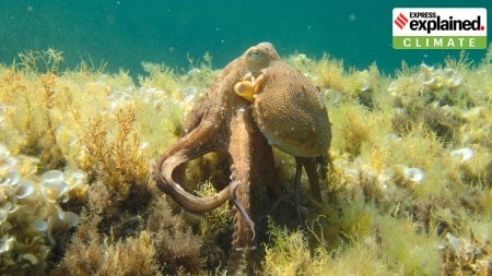 Octopus