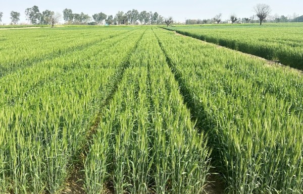 A field of wheat variety developed by PAU. (Express Photo)