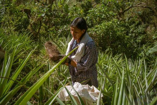 Teresita Emilio harvests purple yams after climbing up the side of a mountain in Benguet, northern Philippines, Dec.1, 2025. Ube, a purple yam, is going viral and Philippine farmers are struggling to keep up. (Jes Aznar/The New York TImes)
