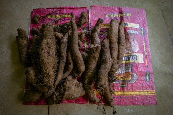A pile of purple yams inside Teresita Emilio's house in Sablan, Philippines, Dec. 1, 2025. Ube, a purple yam, is going viral and Philippine farmers are struggling to keep up. (Jes Aznar/The New York TImes)