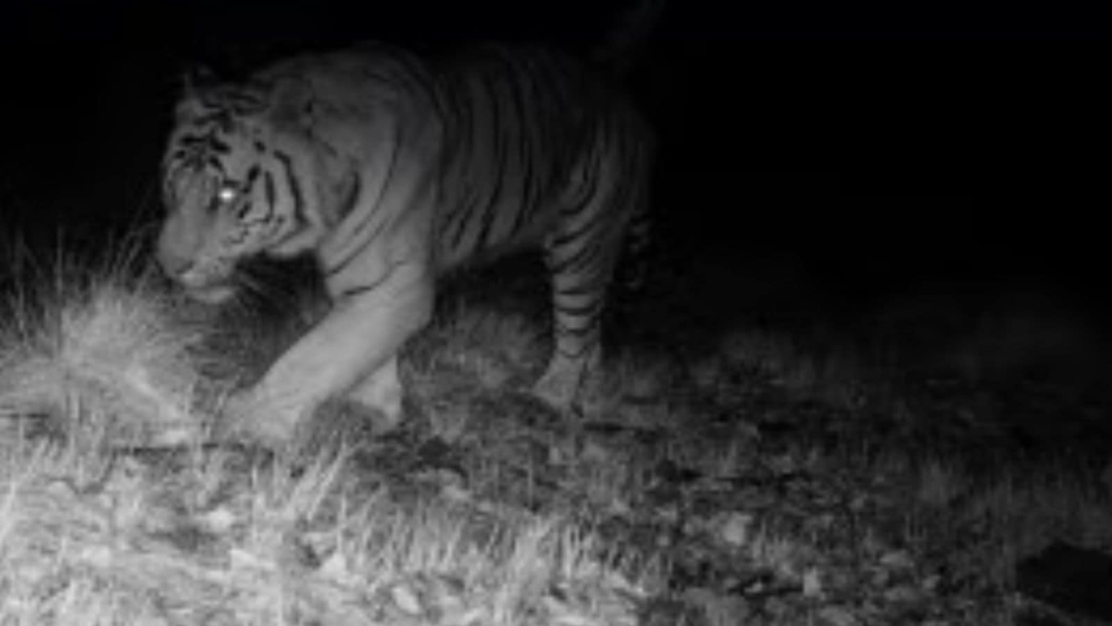 ‘We do not step out after dark’: First tiger spotting near Hyderabad in 50 years puts a district on edge