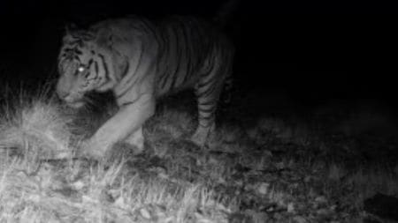 The DFO of Bageshwar division, Aditya Ratna, said that the image showed the tiger with a sambar deer, tying the presence of the tiger to the strong prey base. Ratna added that continued monitoring will help understand the reason for the sighting.