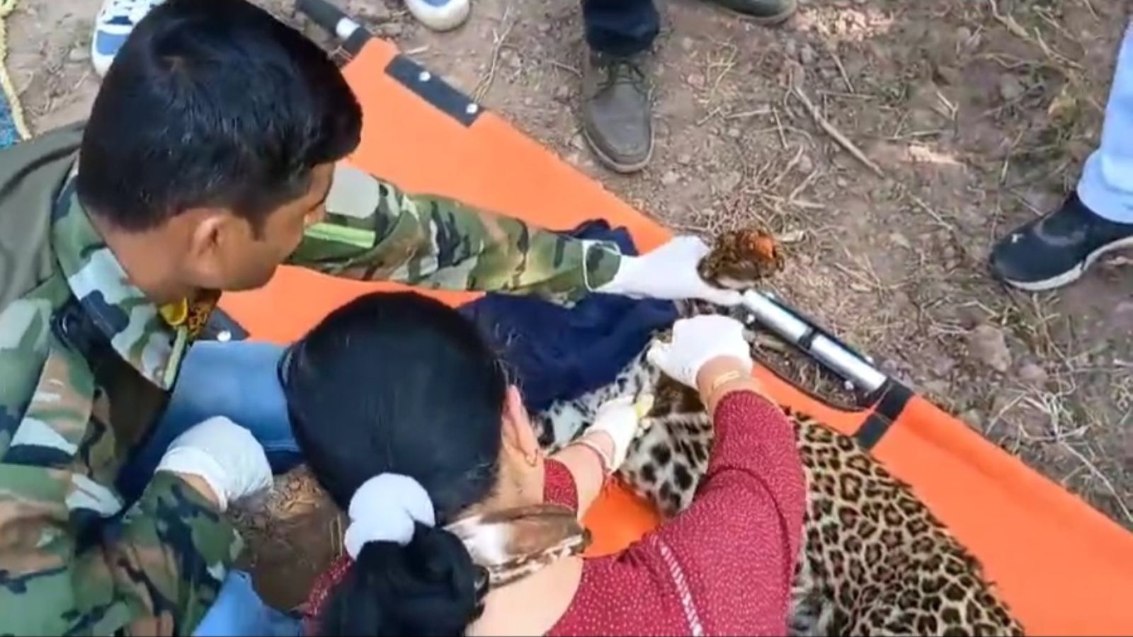 Severely damaged left foreleg of rescued leopardess amputated, to live ...