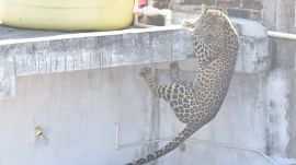 leopard According to a senior forest department official, the TTC team received a distress call around 6.15 am (Express photo/Dhananjay Kedkar)