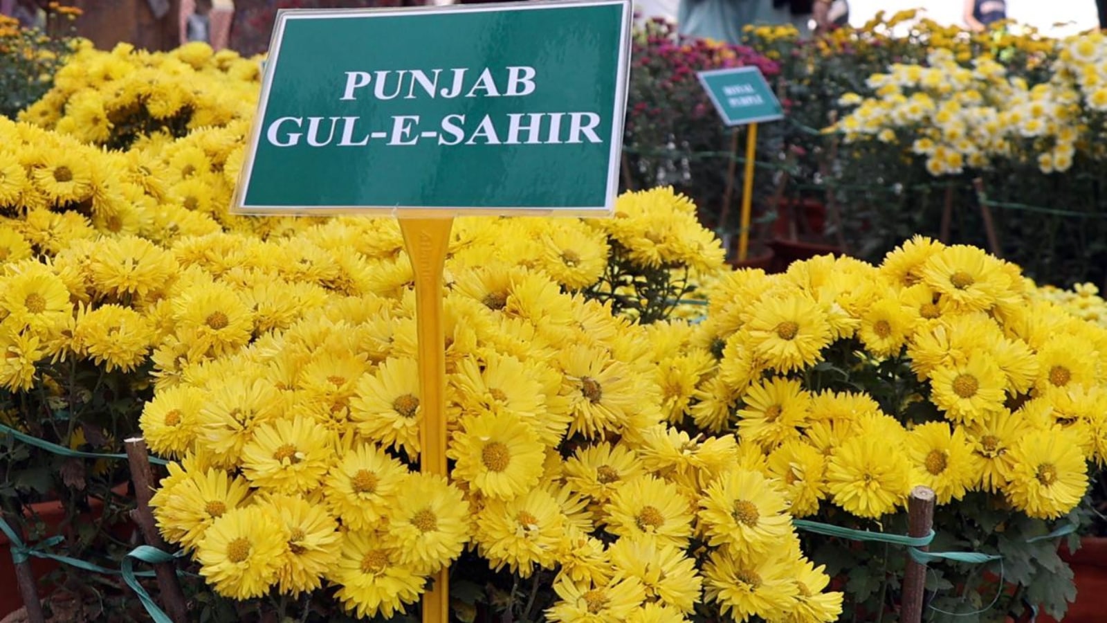 Punjab gul-e-sahir: Flowers are “Korean type” (small flowers) wherein the disc florets are visible.