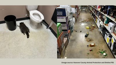 A store spokesperson estimated that 14 bottles of spirits, worth around $250, were damaged