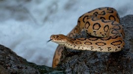 snakebite, snakebite fraud, snakebite fraud insurance claim, snakebite death fraud insurance claim, snakebite death scam, Indian express news, current affairs