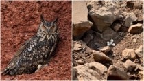 How 5 owl eggs were saved & a ‘miracle’ hatched at a stone quarry in Telangana
