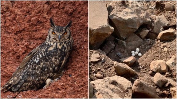 How 5 owl eggs were saved & a ‘miracle’ hatched at a stone quarry in Telangana