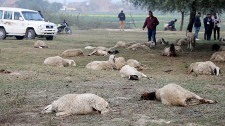 CM orders inquiry, announces financial aid | 71 sheep dead, many fall ill near Rashtra Prerna Sthal